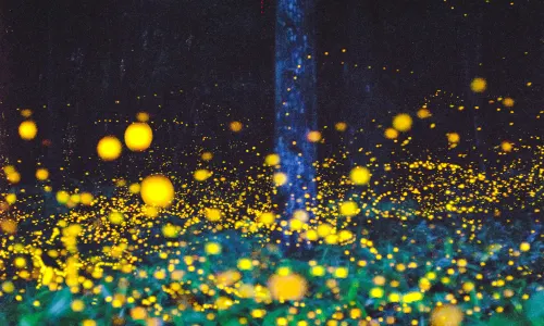 Moganshan Beiye Firefly Scenic Area