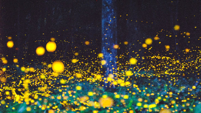 Moganshan Beiye Firefly Scenic Area