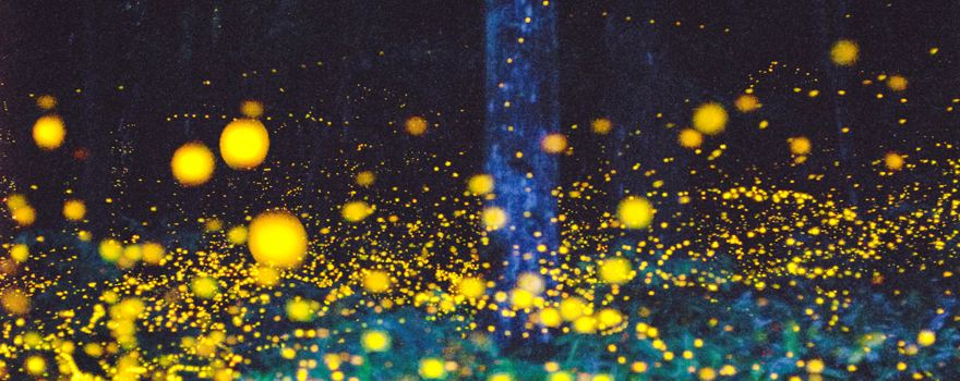 Moganshan Beiye Firefly Scenic Area