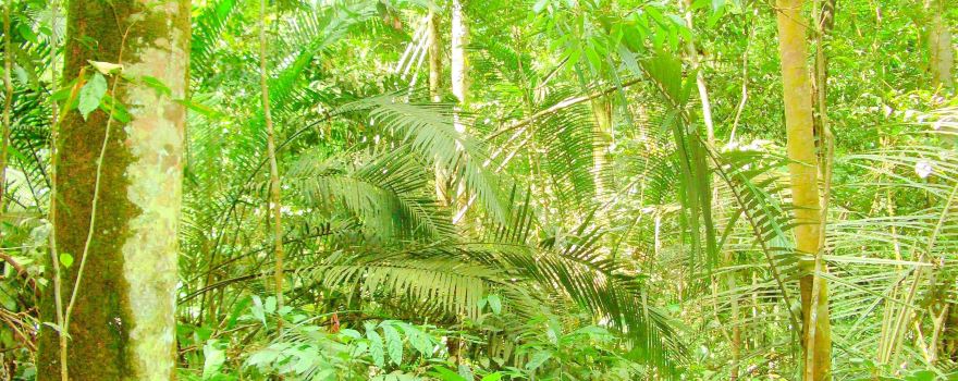 Kota Damansara Community Forest Reserve