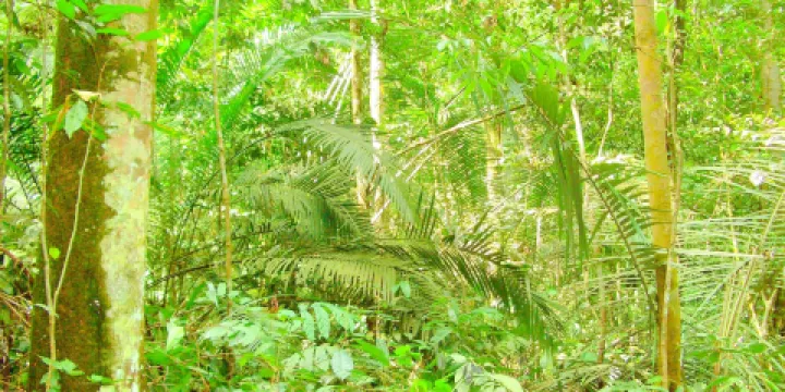 Kota Damansara Community Forest Reserve