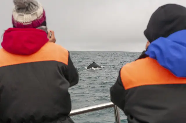 Whale Watching At Sea in Iceland