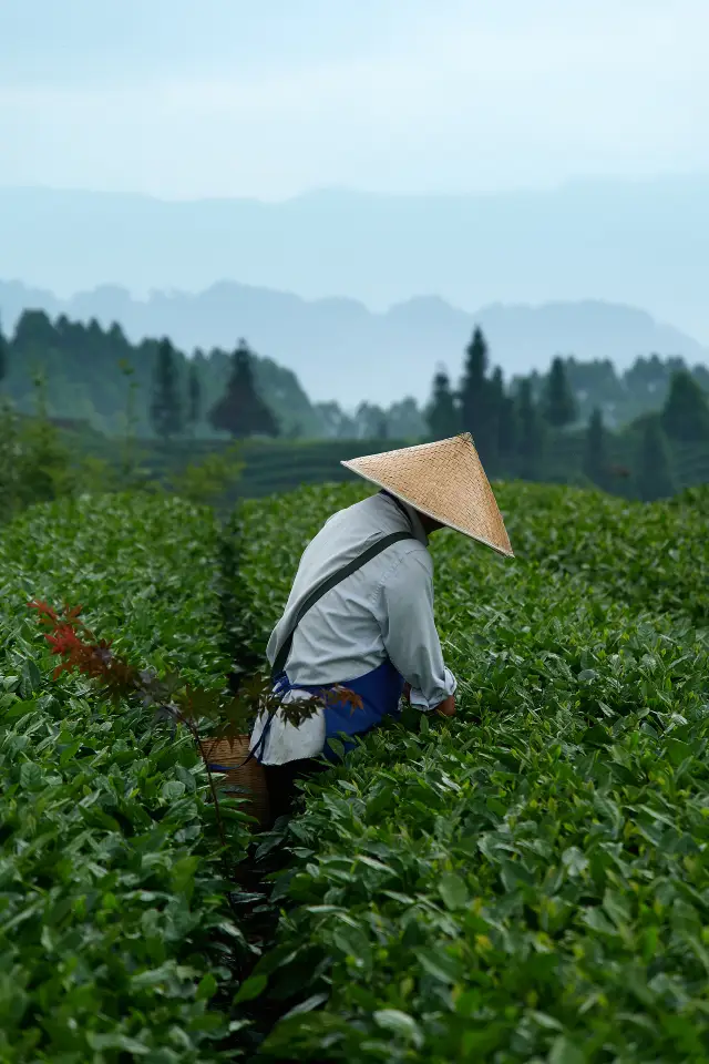 Tea Picking in Ya'an