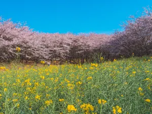 핑바 농장 벚꽃 정원
