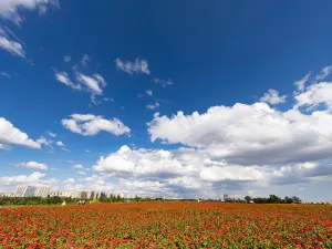 Saihantal Urban Prairie