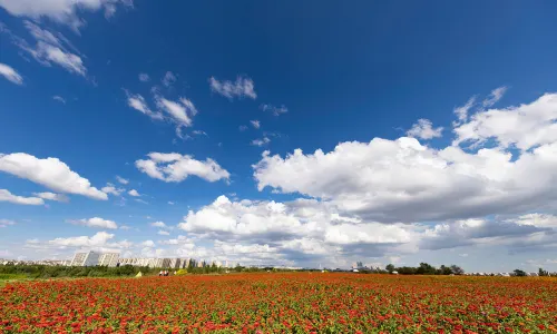 Saihantal Urban Prairie