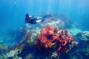 #เที่ยวทะเล #ตรัง #เกาะกระดาน น้ำใส กัลปังหาสวย คือดี๊ยงามมม #ทะเลไทย โคตรสวย ออกไปเที่ยวกันเถอะ 😁 #freedive #freediving #freediver #sea #underwaterwonders