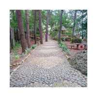 Mangunan Pine Forest