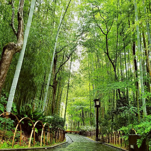 【修善寺】竹林の小径