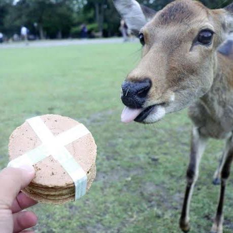 西日本 鹿 鹿 鹿 可愛いよねー たまにムカつくけど Trip Com 奈良県の旅のブログ