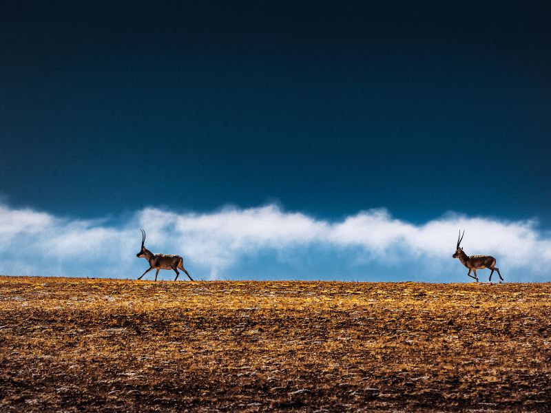 Tibetan Antelope Observation Deck, Hoh Xil