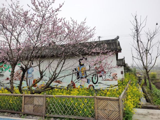 면죽년화촌