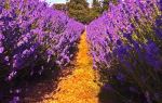 Mayfield Lavender Farm