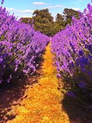 Mayfield Lavender Farm