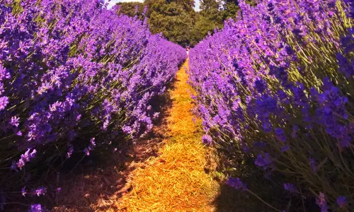 Mayfield Lavender Farm
