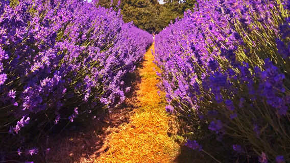 Мейфилд Лавендер Фарм