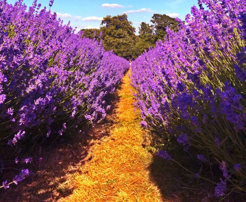 Mayfield Lavender Farm