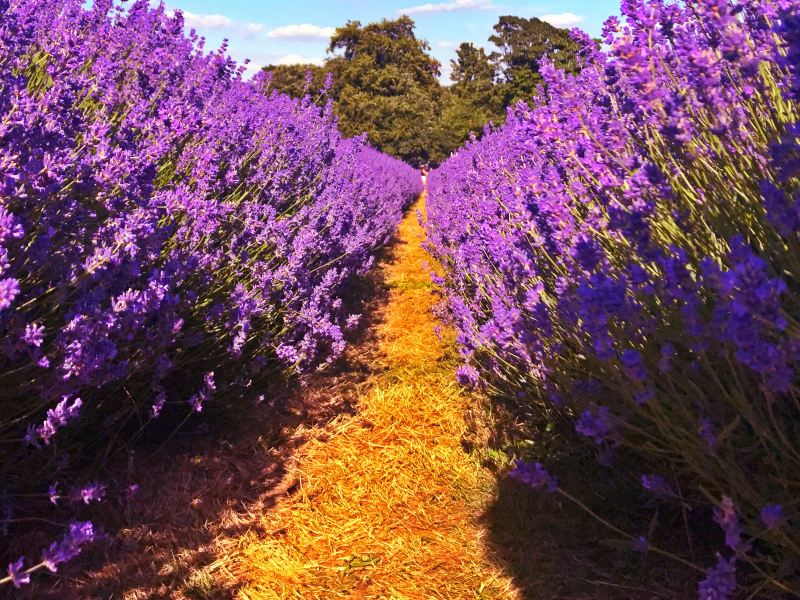 Mayfield Lavender Farm