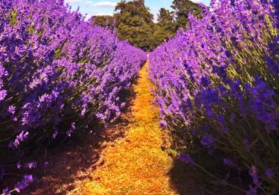 Mayfield Lavender Farm