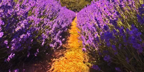 梅菲爾德薰衣草農場