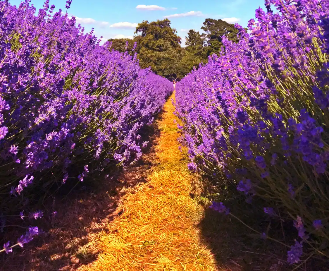 Hotels near Mayfield Lavender Farm