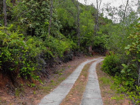 Seogwipo Natural Recreation Forest