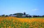 Brahma Flower Sea