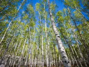 White Birch Forest Scenic Spot