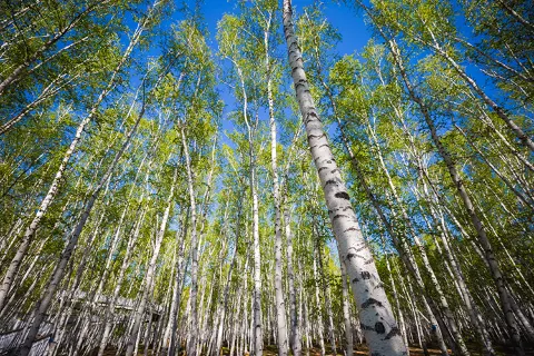 White Birch Forest Scenic Spot