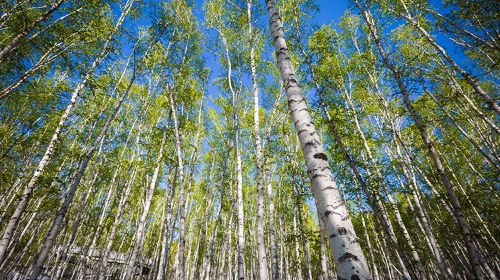 Birch Forest Scenic Area