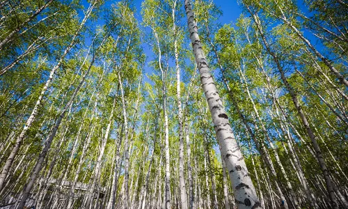 White Birch Forest Scenic Spot