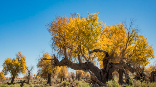 Yiwu Populus euphratica Scenic Area