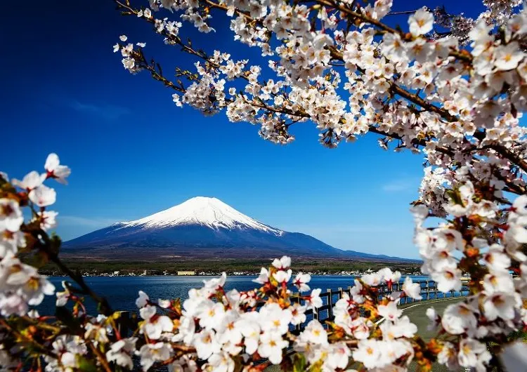 Best Places to see Cherry Blossoms in Japan