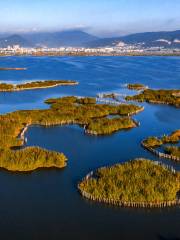 杞麓湖濕地