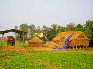 Sauraha
