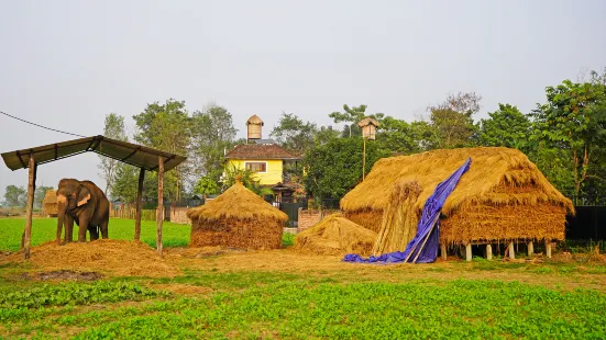 Sauraha