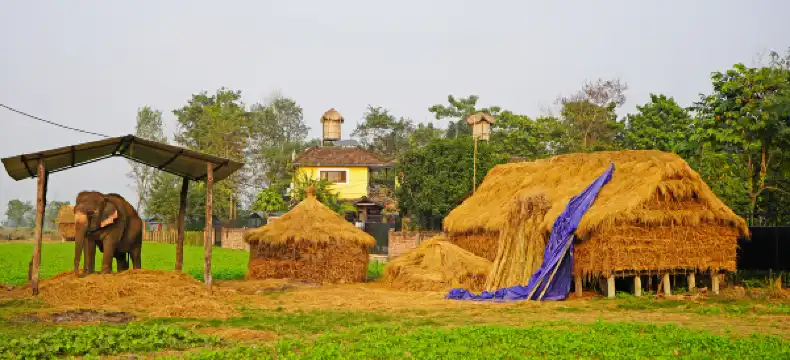 Sauraha