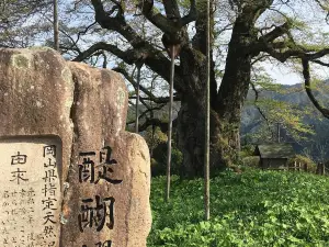 醍醐桜