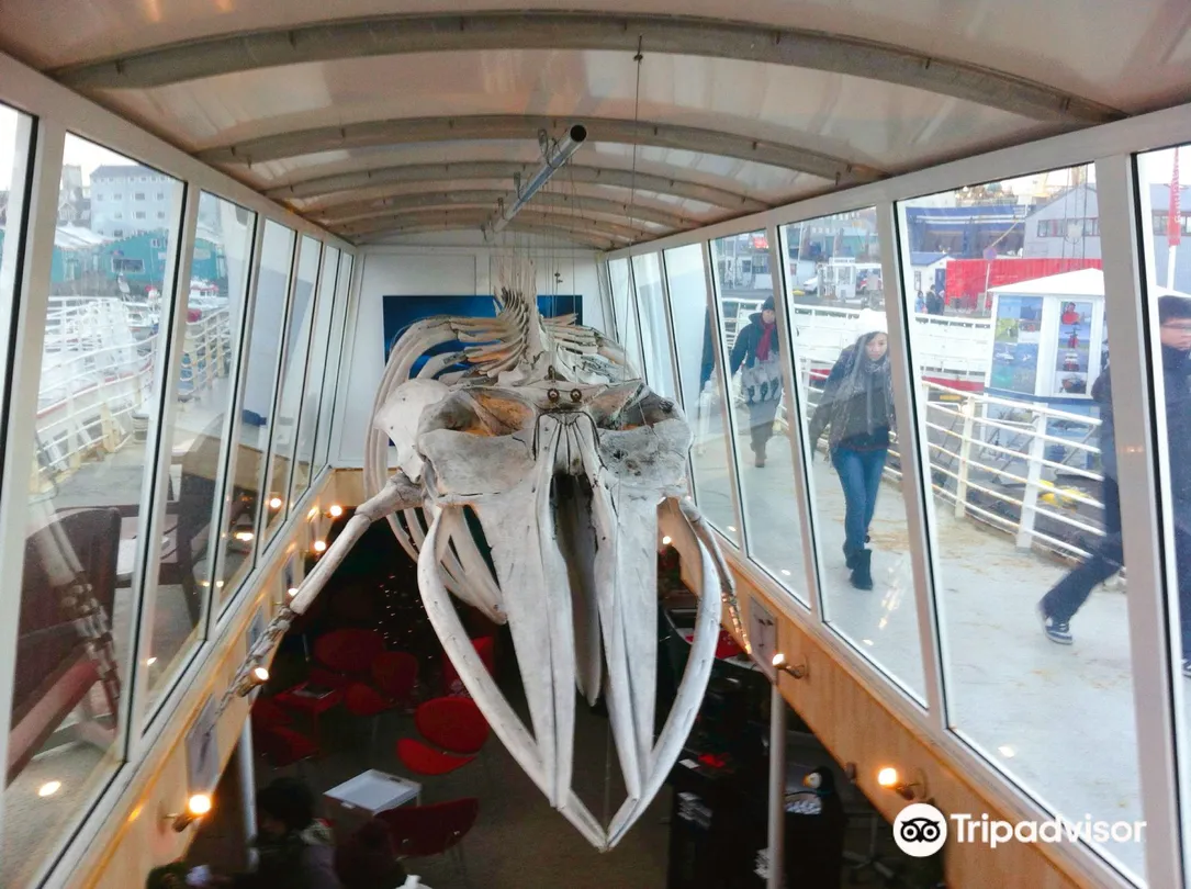 5_Reykjavik Whale Watching