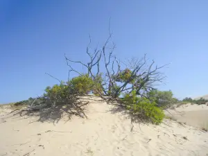 Jockey's Ridge State Park
