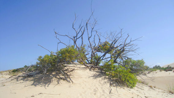 Jockey's Ridge State Park