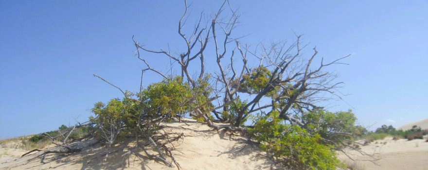 Jockey's Ridge State Park