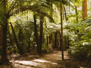 Redwoods – Whakarewarewa Forest