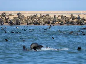 Dolphin & Seal Cruises to Pelican Point