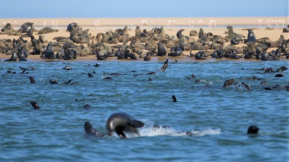 Dolphin & Seal Cruises to Pelican Point