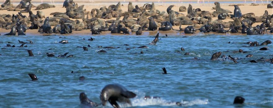 Dolphin & Seal Cruises to Pelican Point