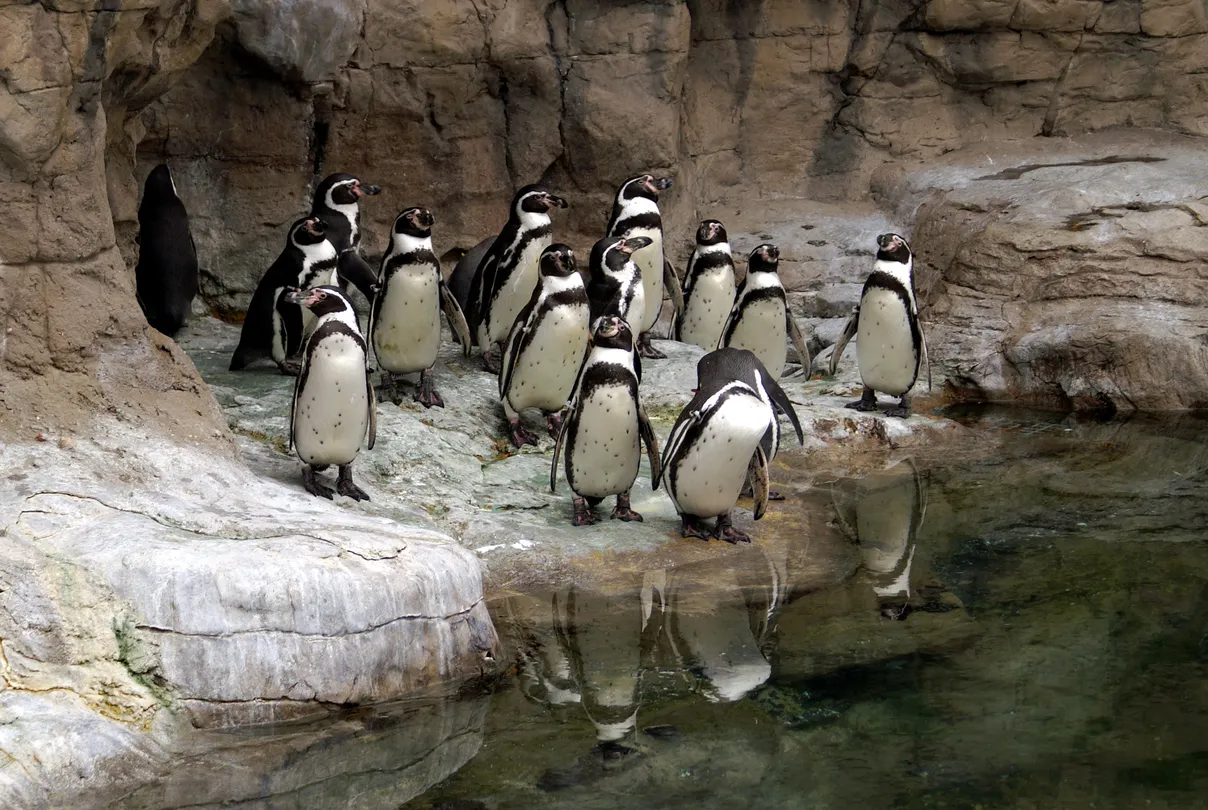 4_Saint Louis Zoo