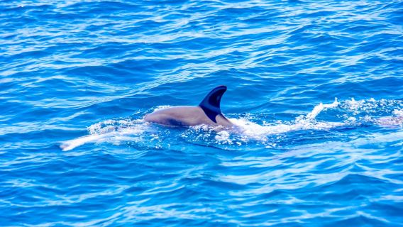 Dolphin House