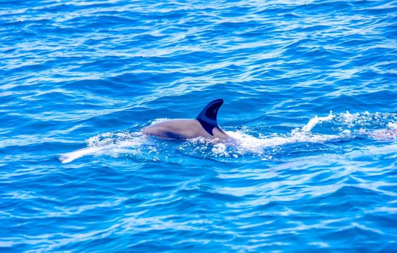 Dolphin House