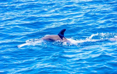 Dolphin House